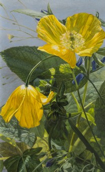 Dina Belga: Non iron Meconopsis