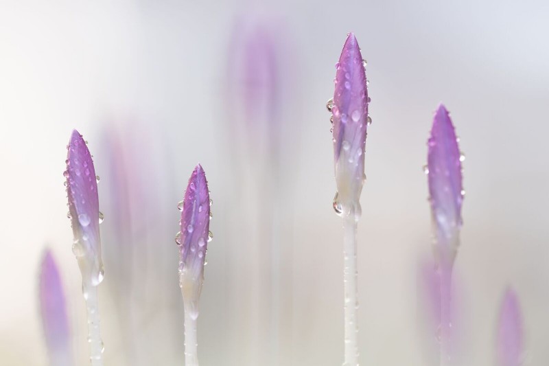 De lente door Robert Blanken