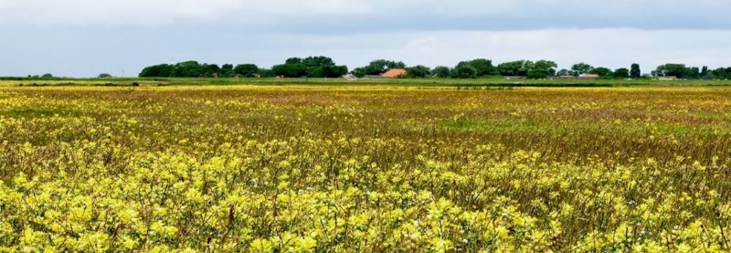 It Fryske Gea, Veelkleurige weilanden, de bonte wei, Workumerwaard, 2021